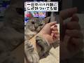 【猫動画】パパが好きすぎる猫と暮らすと大変ですwww#shorts
