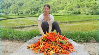 Moving house on the lake to a new place to live ,Picking forest fruits to sell - Trieu Thi Duong -