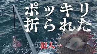 【超悲報】30センチ弱の弱小 サンノジ で タモ折れ 。映像にはぐしゃりと折れる音、悲痛な叫びとプイっとするサンノジが・・・。