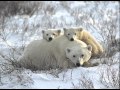 Polar bear report trailer f