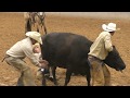 Wild Cow Milking  - 2019 (32nd) Coors Cowboy Club Ranch Rodeo (Friday)