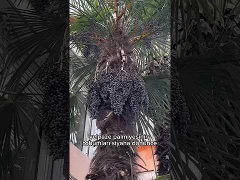 Video: Florida'da bir palmiye ağacını nasıl tanımlarım?