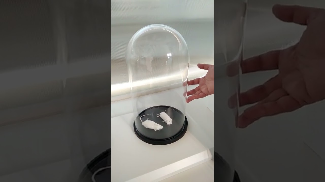 #shorts Опыты Джозефа Пристли