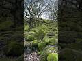 Fairytale forest #england #travel #uk #forest #nature