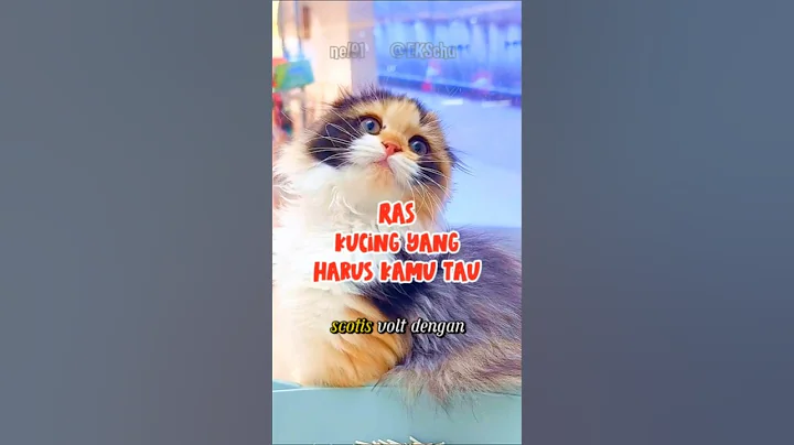 Video 7921221: kucing scottish fold, cats catlover kucing