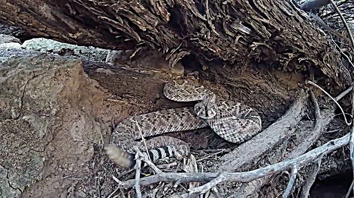 GoPro vs rattlesnake with slow motion strikes