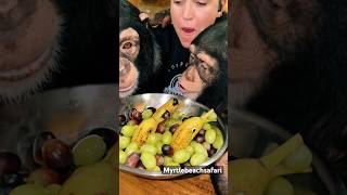 Banana 🍌 dolphins 🐬 in a sea of grapes 🍇 #chimp #chimpanzee #ape #monkey #funnymonkey