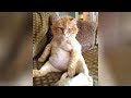 You will NOT REGRET WATCHING these CAT VIDEOS! - Ultra FUNNY CATS compilation