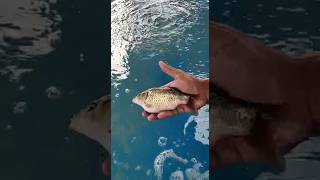 Fish Culture #shorts #viralvideo #murrel #biofloc #fishfarming #snakehead #fish #shrimp #silvercarp