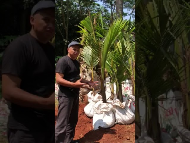 Cara memindahkankan pohon kelapa yang sudah besar class=