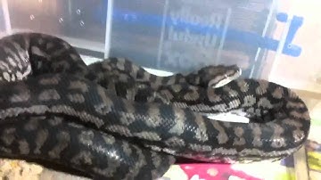 Link male inland carpet python