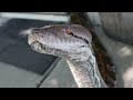 Face To Face With A Reticulated Python