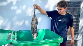 MYSTERIOUS ANIMAL FOUND LIVING IN MY TRASH CAN ! WHAT IS IT ?!