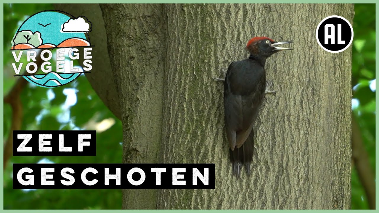 Oerkreet van zwarte specht | Zelf Geschoten | Vroege Vogels