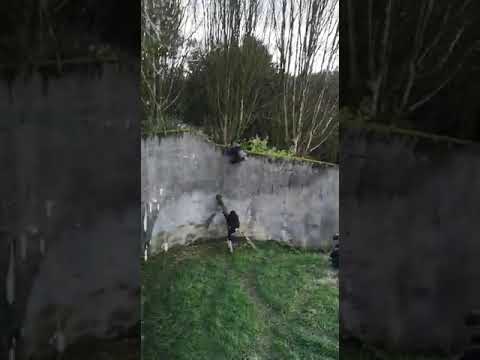 Belfast Zoo Chimpanzee escapes Belfast Zoo enclosure