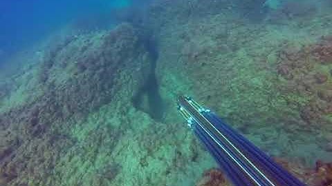 Yaniv-or Cohen using a B Daniel Polispast Roller on a large grouper...