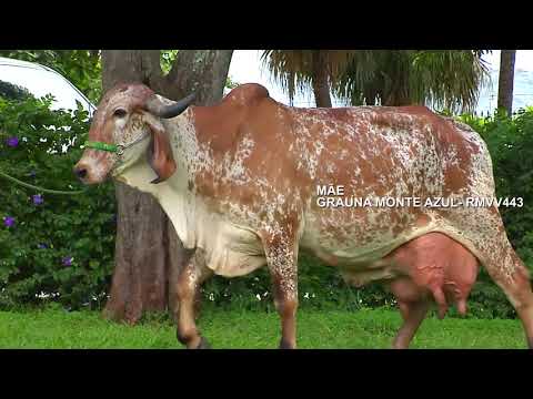 LOTE 20   PANDORA FIV RV MONTE AZUL RMVV 991