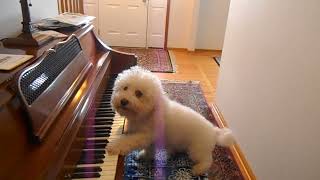 Ozzi, the Bichon Frise learning to play piano and sing