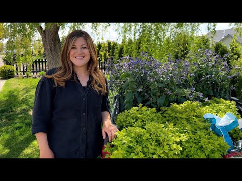 Planting Bush Clematis, Ornamental Oregano and a Bloomerang Lilac Tree! 🌸🌳🌿