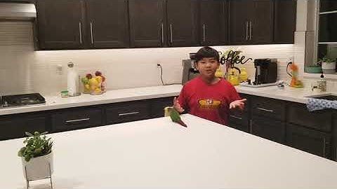 Green Cheeked Conure playing Hide and Seek