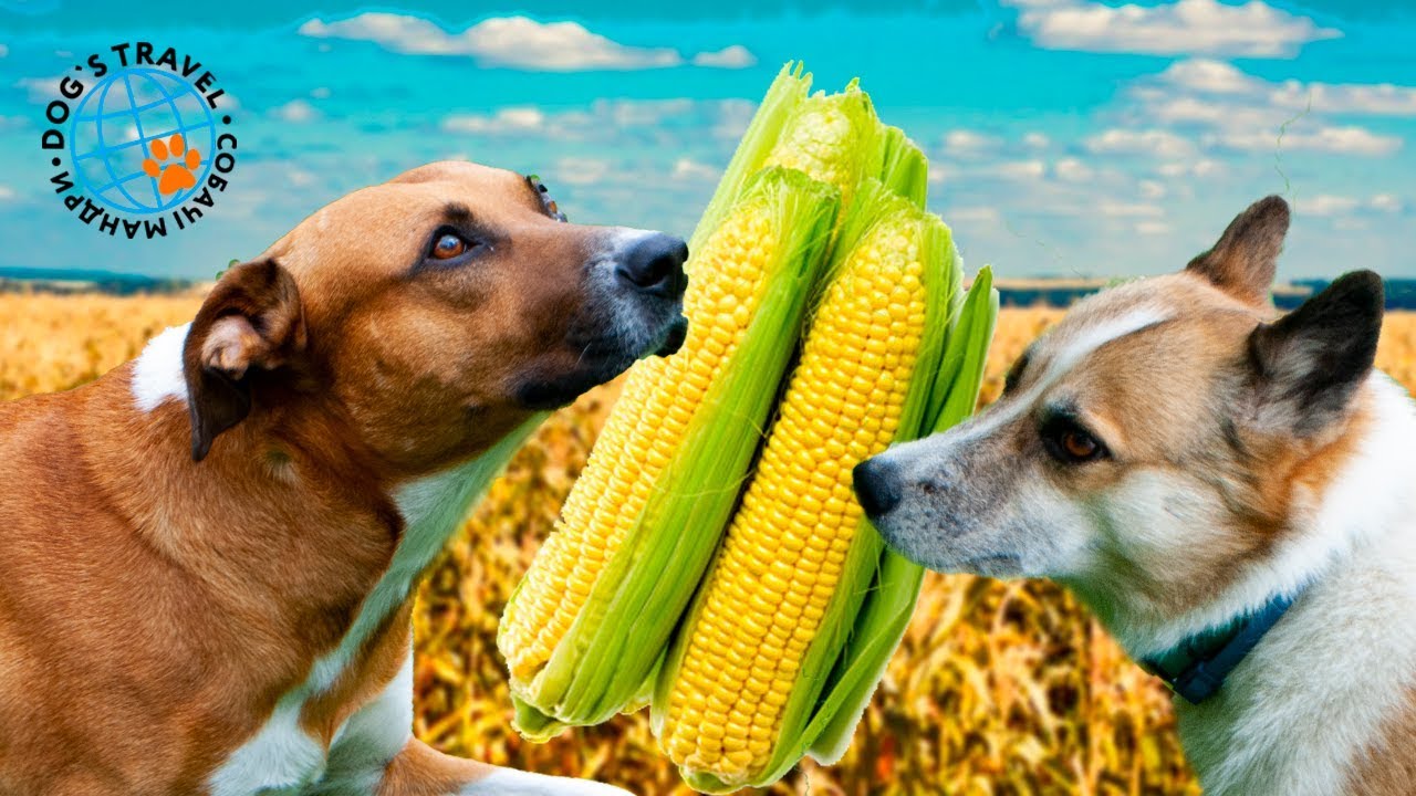 Собачья кукуруза. Собака с кукурузой. Кукуруза укроп