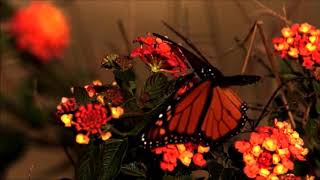 ❤️Sen Beni̇m Kalbi̇mi̇n Cenneti̇si̇n Bunu Bi̇l Yeter. Seni̇ Ne Kadar Çok Sevdi̇ği̇mi̇ Anla....anla Artik..... Resimi