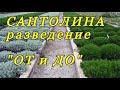 Разведение САНТОЛИНЫ  - весь процесс "ОТ и ДО".