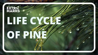 Do You Know? | Life Cycle of Pine | Biology