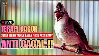 🔴PANCINGAN TRUCUKAN SUSAH BUNYI!! TRUCUKAN GACOR ROPEL PANJANG BIKIN TRUCUK MANA PUN CEPAT BUNYI