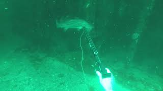 Scuba Diving Bull Shark Barge Part 2 Insane Big Snook