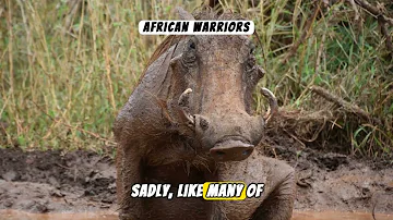 Wild Tales: The Common Warthog Expedition #nature #animals #wildlife #animalfacts #natureexploration