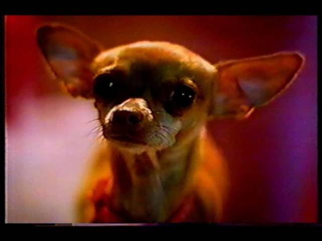 what happened to the taco bell chihuahua dog