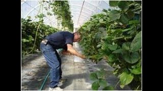 Watch this video before you plant Strawberries!