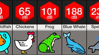 Comparison: Loudest Animals