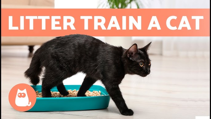 Litter Box Training for 3 Week Old Kittens & Kitten Presents - #12
