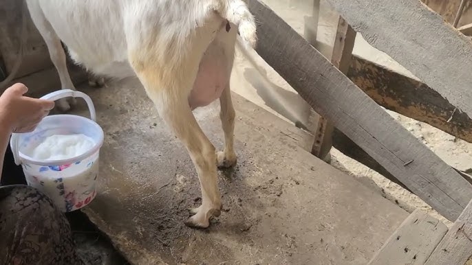 Katta kokrak va ularning qizlari Jinsiy aloqa suvi shlangi oqimi