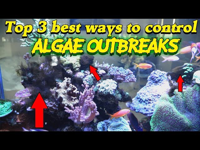 Top 3 ways to control ALGAE OUTBREAKS --- Gallery Aquatica TV class=