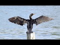 Cormoran o Bigua - Video de aves - LIFE OF BIRDS