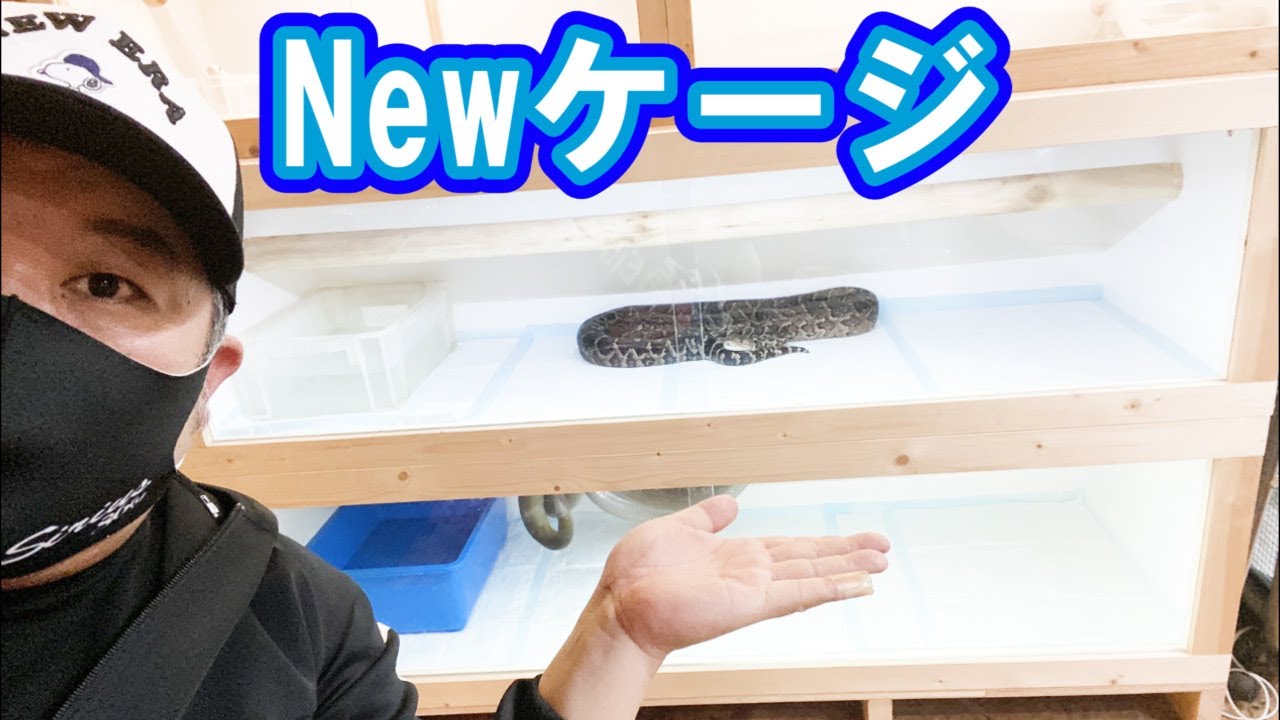 理想を求めた蛇の飼育設 - YouTube
