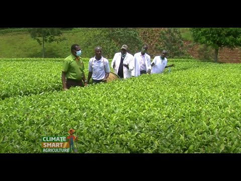Best management practices in Tea Farming - Kericho