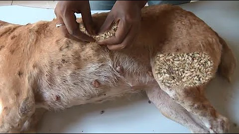 犬からワームを取り除くRemoving mangoworm in dog #40 - 天天要聞