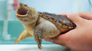 A Spoiled Alligator Snapper by Petit World 574 views 5 months ago 2 minutes, 8 seconds