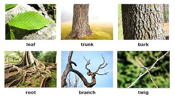 (3.1) Từ vựng tiếng Anh về cây cối - Từ vựng tiếng Anh về chủ đề Thực vật