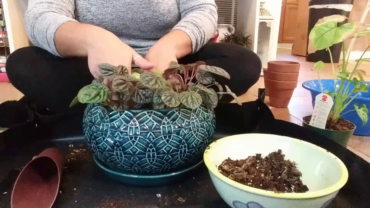 Making Room in my Jungle + Plant Grouping 