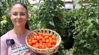 PIZZA SAUCE from Cherry Tomatoes! So Many CHERRY TOMATOES!!