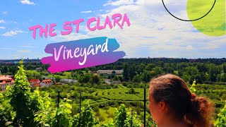 The St Clara Vineyard (Vinice sv. Kláry) | Prague #PragueWinery #nature #beautifuldestinations