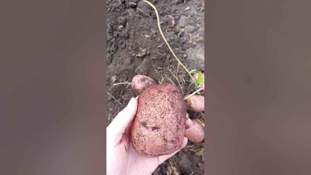 Перуанский сорт картофеля Уника. Крупная, вкусная и просто красавица 🙂 ...