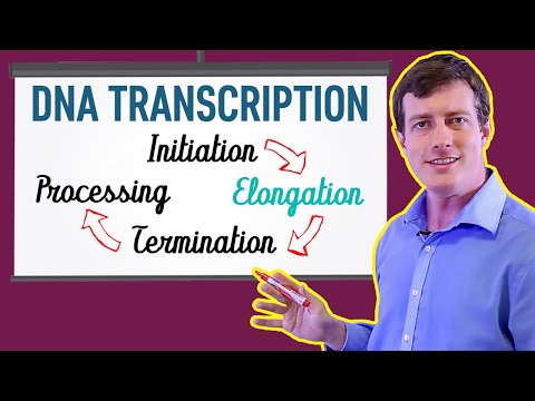 Video: Kako se sintetizira RNA tijekom elongacije?