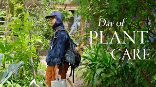 Day of Plant Care | my downsized houseplant collection