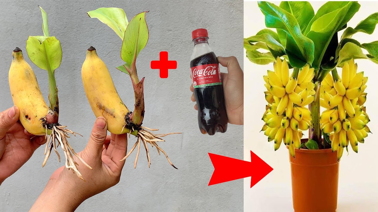 ⁣SUPER SPECIAL TECHNIQUE for propagating bananas with coca-cola, super fast growth